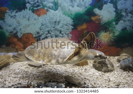 Loggerhead sea turtle, also known as the loggerhead. Wild life animal.