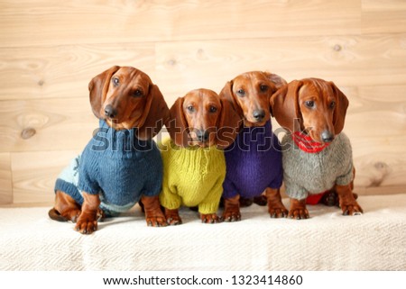 four red dachshund's puppies dressed in knit sweater Royalty-Free Stock Photo #1323414860