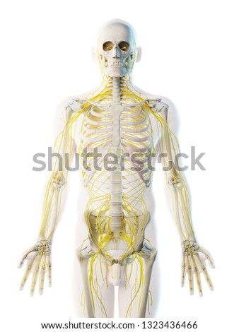 3d rendered illustration of a mans nervous system
