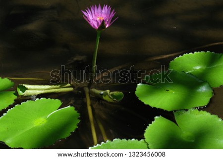lotus flower, is a flower that grows in the water. in some mythologies and beliefs are sacred flowers. but in some places it becomes a shrub, but can beautify a pond or river