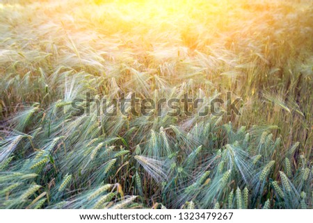 backdrop of ripening ears of wheat field on the sunset orange background Copy space of the setting sun rays on horizon in rural meadow Close up nature photo Idea of a rich harvest.