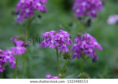 Beautiful purple flowers In the green meadow in nature. Intentionally blurred the whole picture