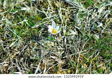 First small snowdrop flower in steppe