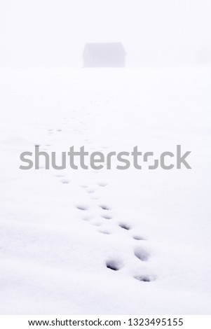 Footprints of wild animal to the feed hut in a snowy field in the fog in Styria, Austria