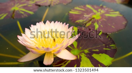 Phink Yellow Gradient Lotus Flower Pollen pedal and leaf in water Pond pool reflect sky sun light, top view background copy space