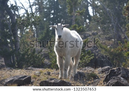 Wild white mountain goats in Yellowstone National Park, Wyoming, USA