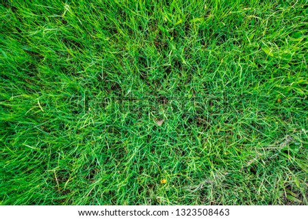 Green grass texture look down view nature background