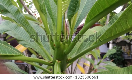 natural leaf patern 