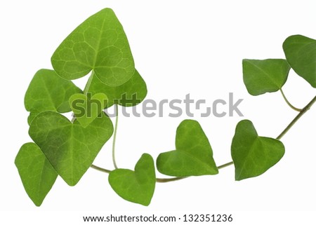 Background of the leaf of the heart-shaped ivy