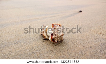 Natural worn seashell in the beach sand closeup picture