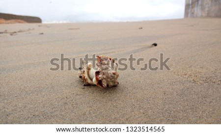 Natural worn seashell in the beach sand closeup picture