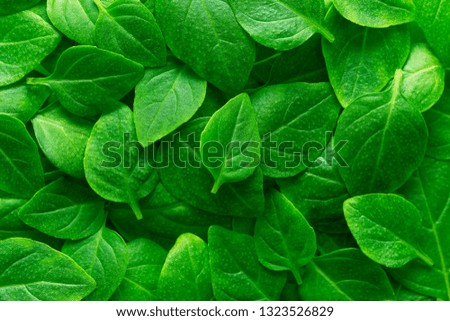 Beautiful green leaves background. Leafs texture, texture of green plant, basil leaves background.