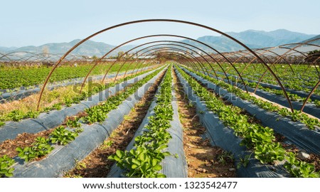The rows of young plants (strawberry) growing in the greenhouse