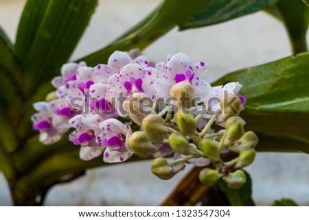 The pictures of beautiful orchids in the morning and I have taken many angles, not repeat images.