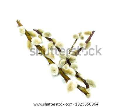 Willow Branches with Buds isolated on white background 
