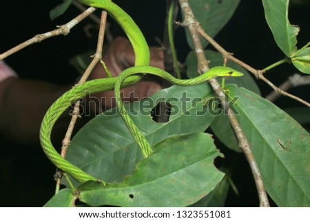 Green vine snake, Ahaetulla nasuta, 
