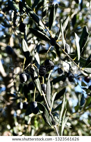 olives on a branch, beautiful photo digital picture