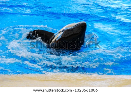 dolphin in water, beautiful photo digital picture
