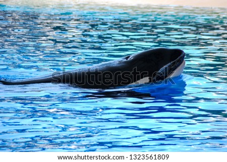dolphin in blue water, beautiful photo digital picture