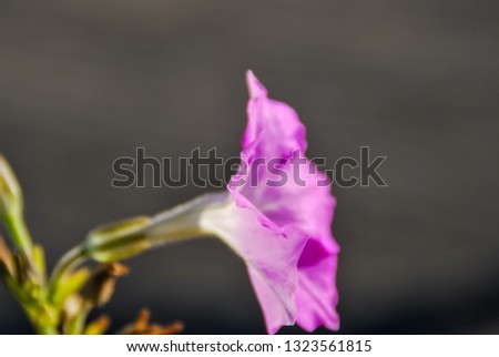 purple flower, beautiful photo digital picture