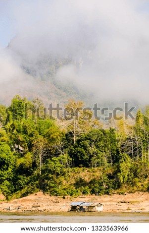 tree in fog, beautiful photo digital picture