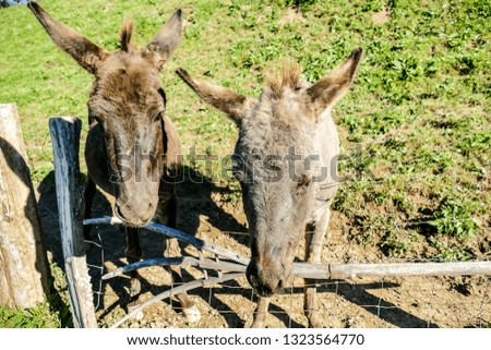 donkey in a field, beautiful photo digital picture