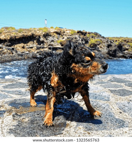 Wet Black Dog near a Beach on The Atlantic Ocean