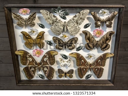 Butterfly collection on the wooden wall for entomologist. Insects as home decoration