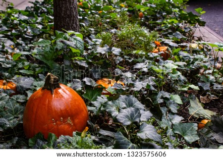 Pumpkins among the leaves