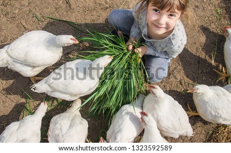 Bio chickens on a home farm a children. nature.