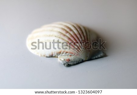 Macro photo of a colorful seashell. In this photo there is one seashell which is mostly white with some red, yellow and brown. Exotic and beautiful souvenirs people often buy from tropical locations.