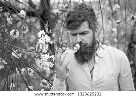 Bearded man near blooming cherry tree. Hipster sniffs cherry blossom. Man with beard and mustache on calm face near tender white flowers. Spring mood concept.