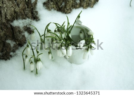 A bucket with snowdrops and a few separately growing spring snowdrops of Galanthus nivalis in the snow in the forest