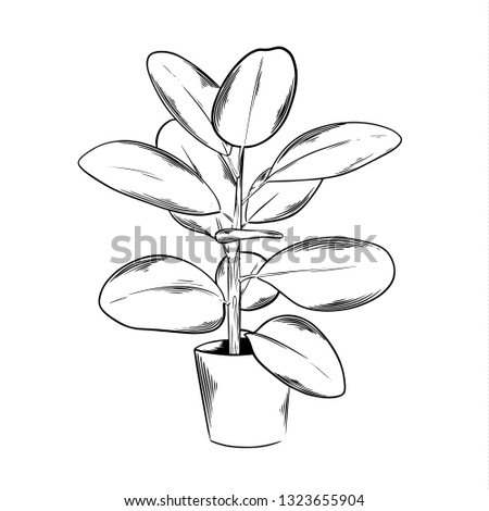 Outline indoor plant. Black and white graphic. Vector illustration