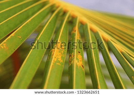 Palm leaves close up in Dominicana