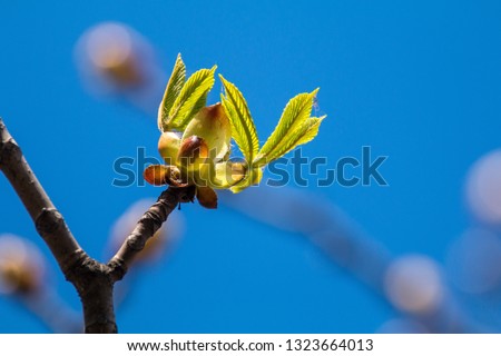 Picture of spring flowering chestnut tree, dry branches with buds of chestnut leaves and bark of trees against the blue sky, photografy close-up