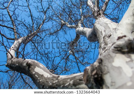 Picture of spring flowering chestnut tree, dry branches with buds of chestnut leaves and bark of trees against the blue sky, photografy close-up