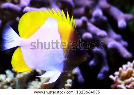 Yellow Pyramid Butterflyfish - (Hemitaurichthys polylepis)