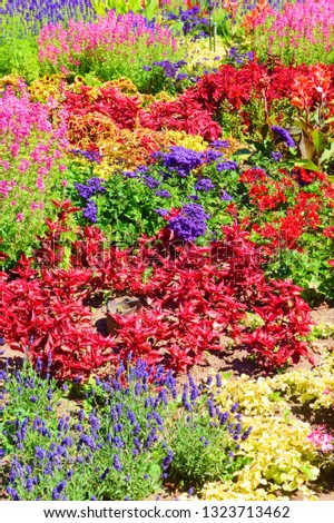 Incredible bed of flowers with a various pallet of flower colors from red, pink, violet to yellow or green. The beautiful picture of nature was taken during spring season. 