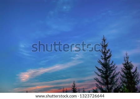 Top of the spruce tree against the blue sky in the light of early sunset. Selective focus.