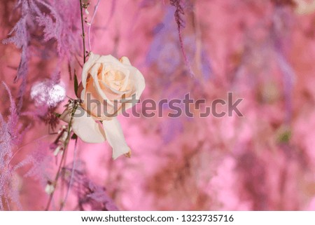 Background decoration of pink roses. Valentine's Day. 8 March 