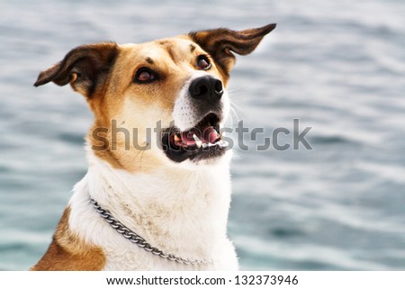 dog at the sea, portrait, 104