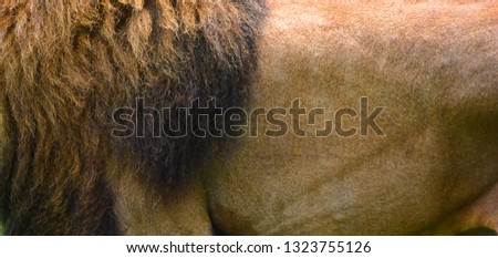 Skin Lion is one of the four big cat in the genus Panthera, and a member of the family Felidae. With some males exceeding 250 kg (550 lb) in weight, it is the second-largest living cat after the tiger
