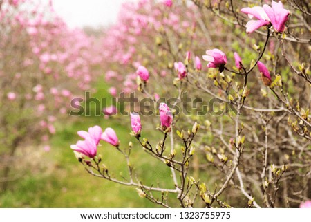 pink blossoms in spring