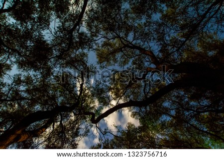 Blue Night sky with Stars and constellation over Silhouette of trees. Photo of long exposure. Night landscape. Olive grove on Corfu island, Greece at night lit by moonlight. Low angle view