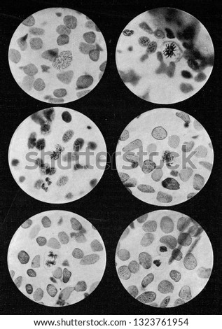 Six stages of division of a gill lamella cell of the spotted salamander larva, vintage photo. From the Universe and Humanity, 1910.
