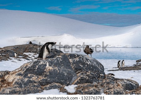 Penguins against seagull in Antarctica