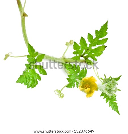 Watermelon vine isolated on white background