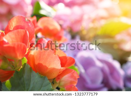 Beautiful Flower on soft sparkle in soft focus with filter colors use for background.