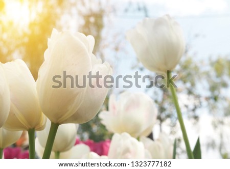 Beautiful Tulip Flower on soft sparkle in soft focus with filter colors use for background.